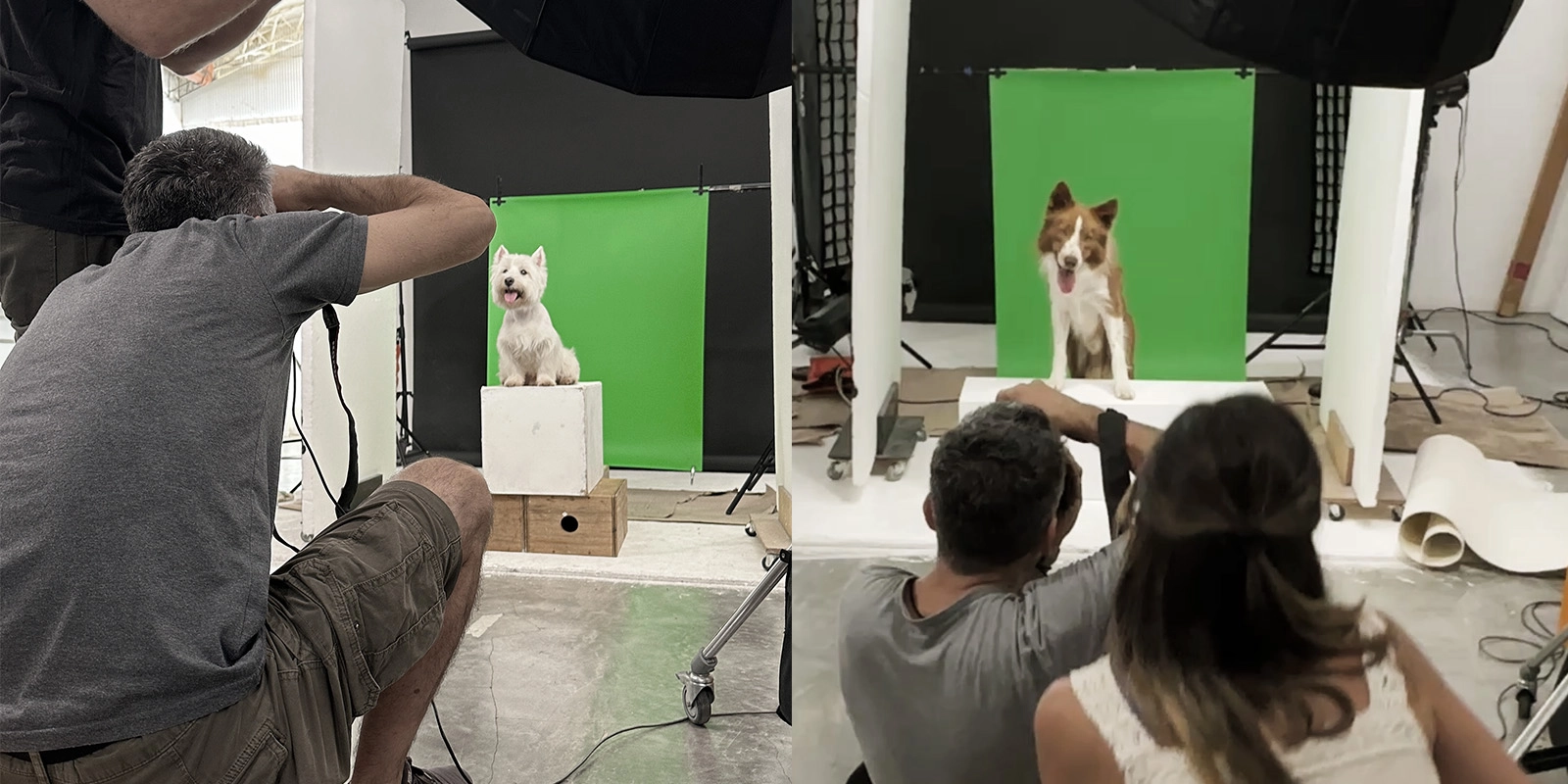 Producción en estudio (chroma): Equipo de producción fotográfica de Tridimage utilizando fondo croma verde para capturar imágenes de mascotas.