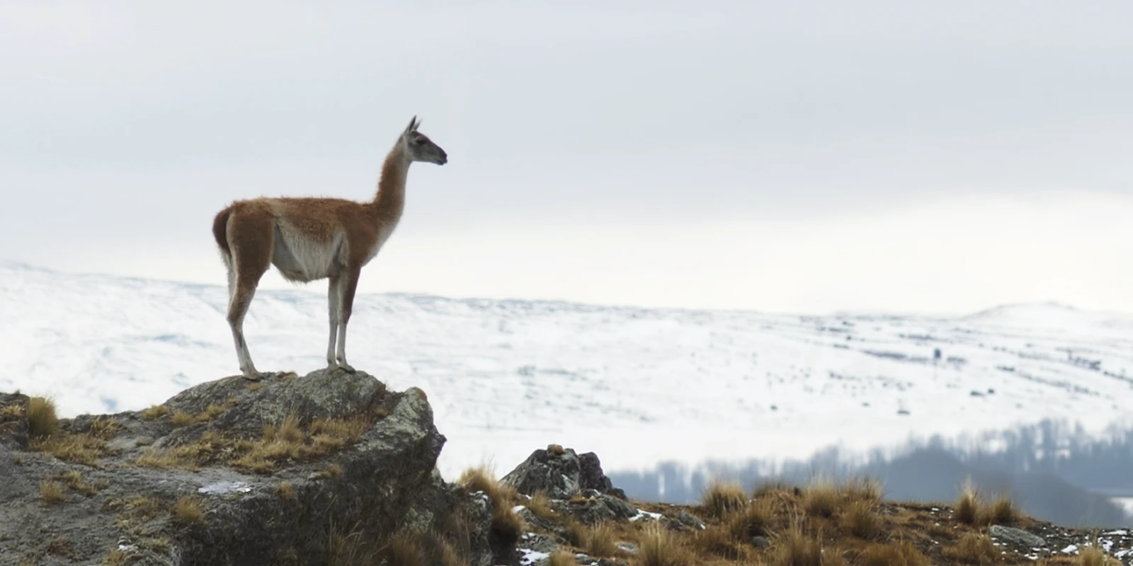 Un guanaco parado sobre una roca contemplando un paisaje patagónico cubierto de nieve bajo un cielo gris.